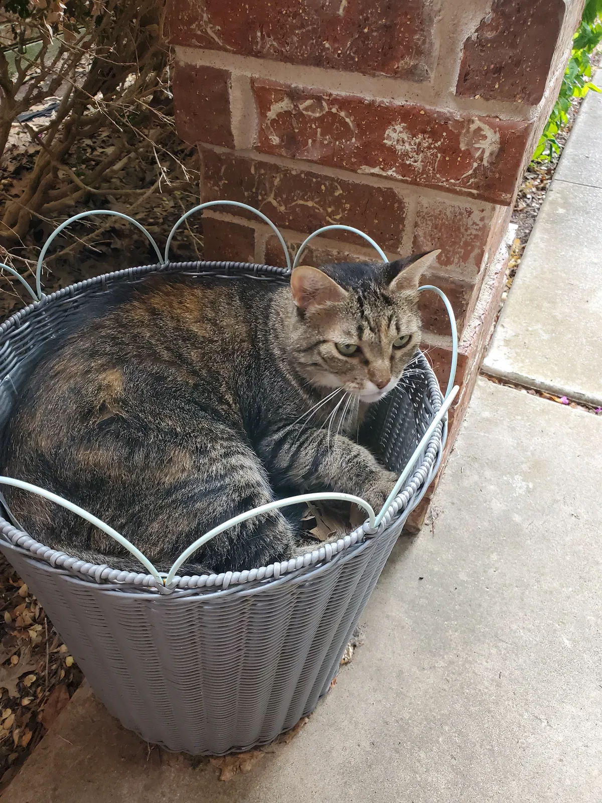 Lost cat in Rolla, MO, 65402
