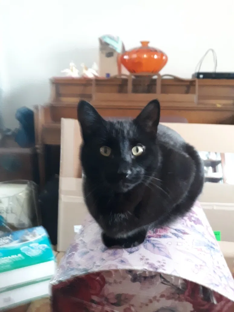 Lost cat in Denver, CO, 80239