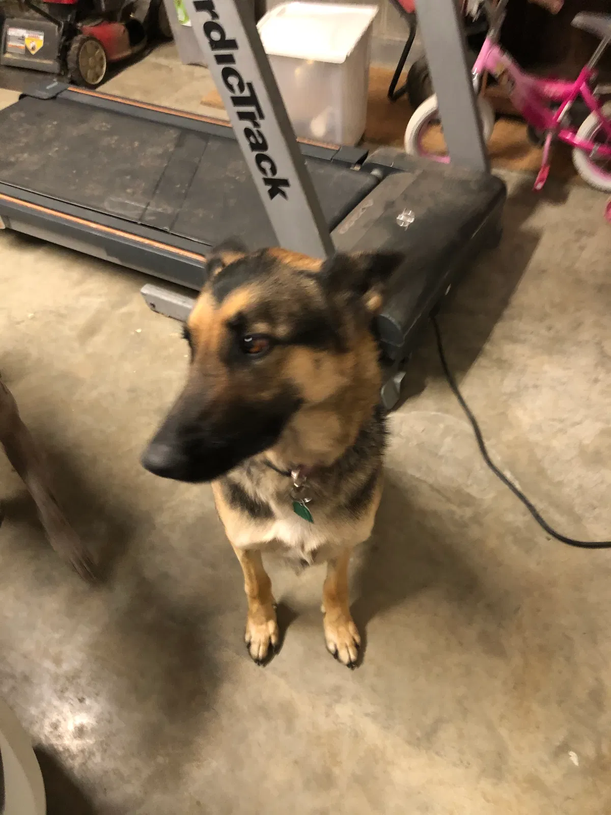 Lost dog in Harrison, TN, 37341
