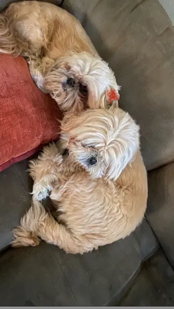 Lost dog in Brentwood, CA, 94513