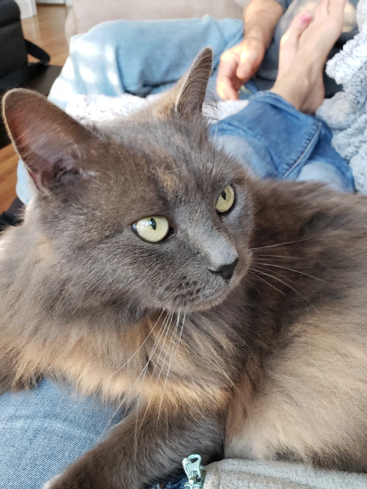 Lost cat in Alpharetta, GA, 30022