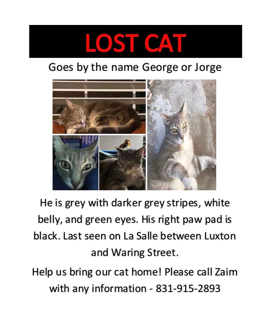 Lost cat in Seaside, CA, 93955