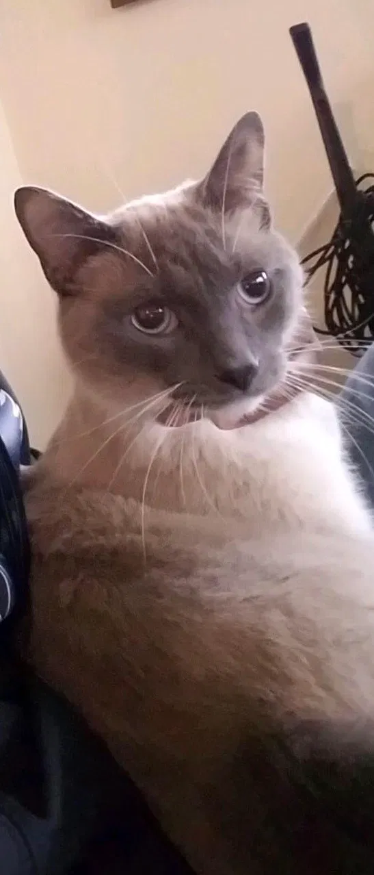 Lost cat in Fort Wayne, IN, 46806