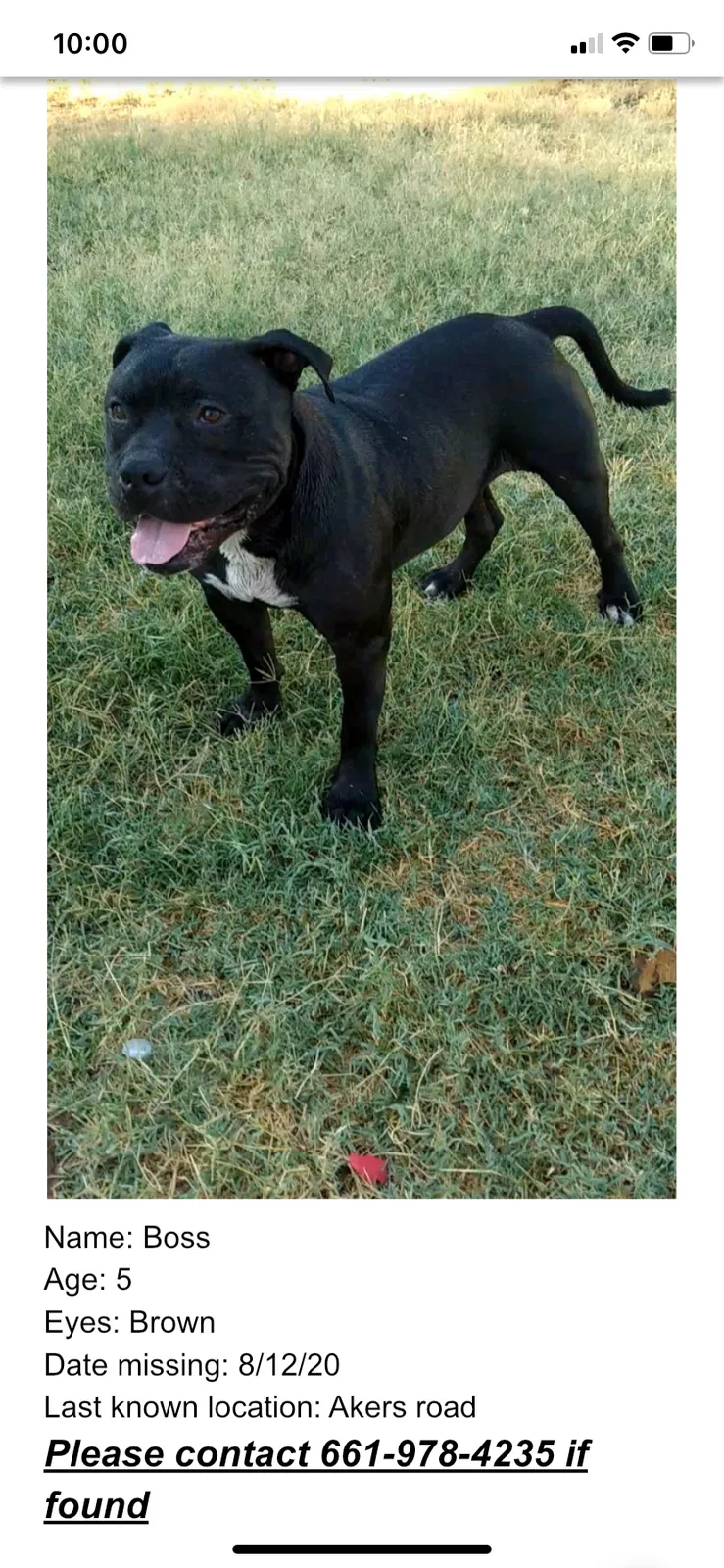 Lost dog in Bakersfield, CA, 93304