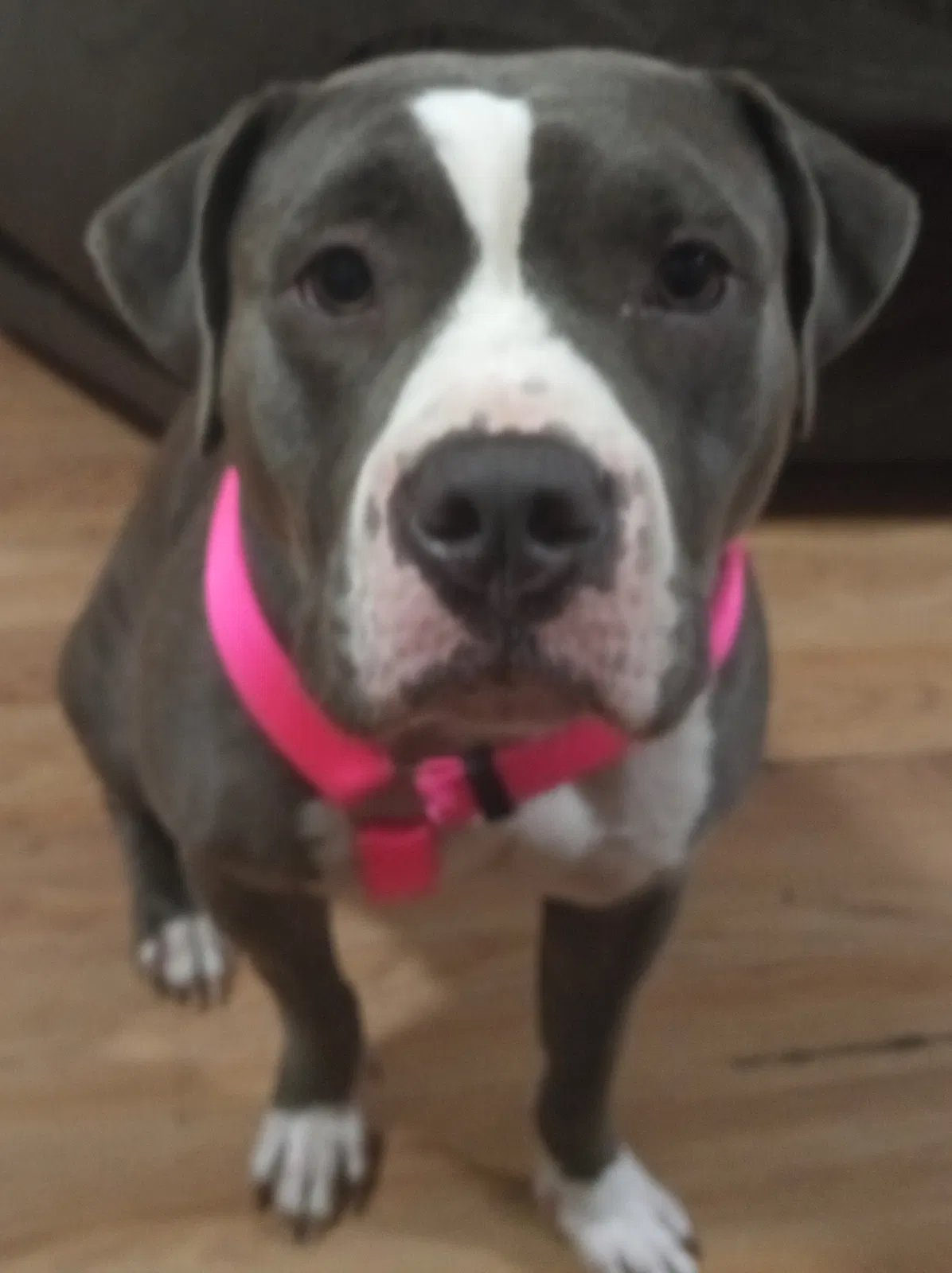 Lost dog in Evansville, IN, 47714