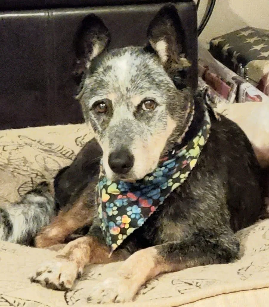 Lost dog in La Mesa, CA, 91941