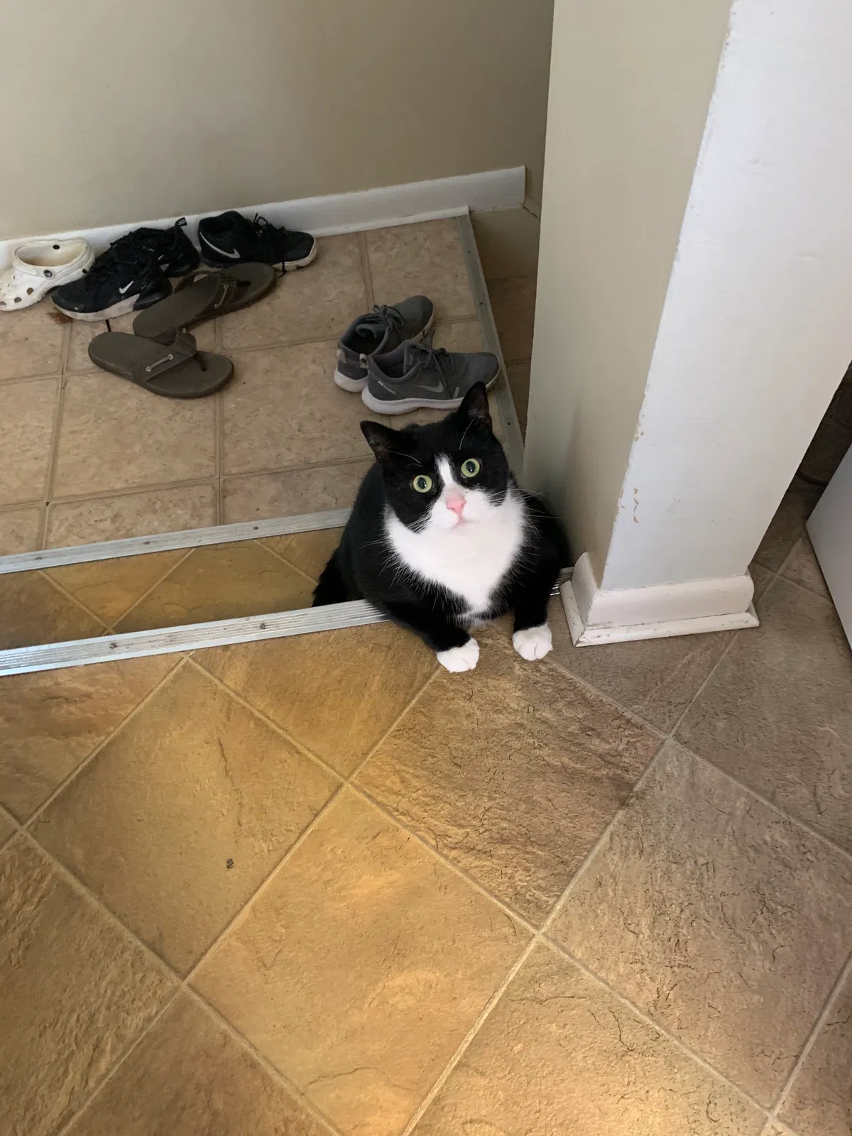 Lost cat in Flat Rock, MI, 48134