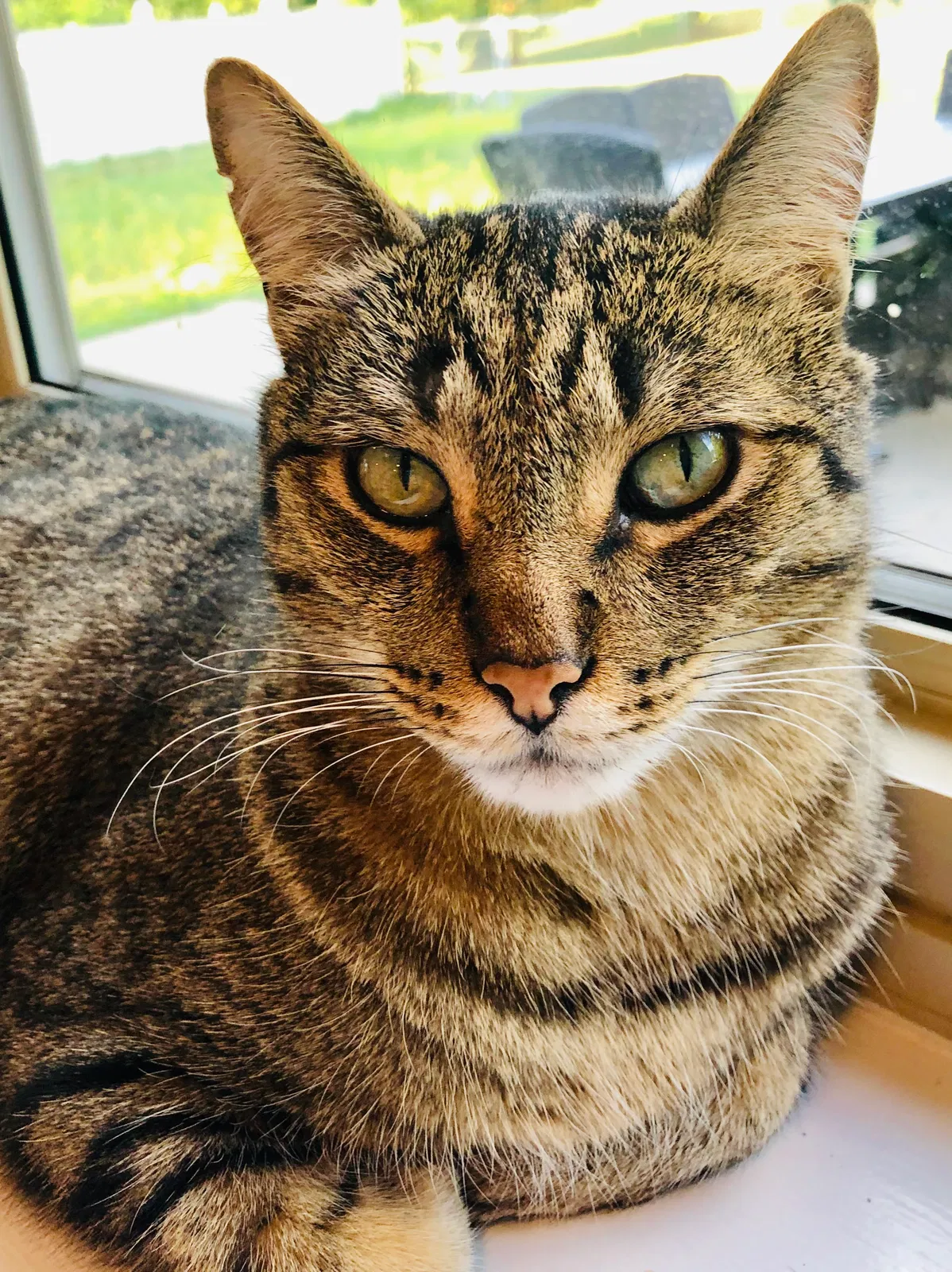 Lost cat in Downers Grove, IL, 60516