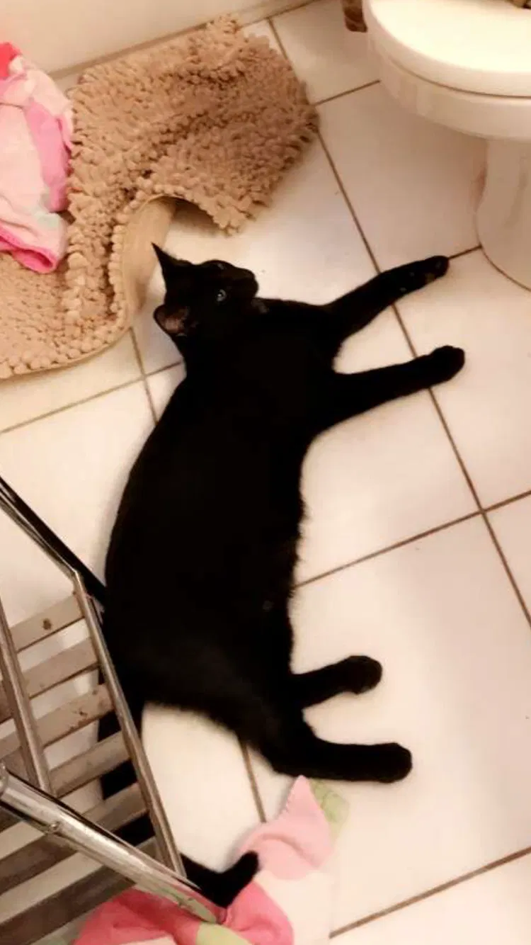 Lost cat in Walnut Creek, CA, 94597
