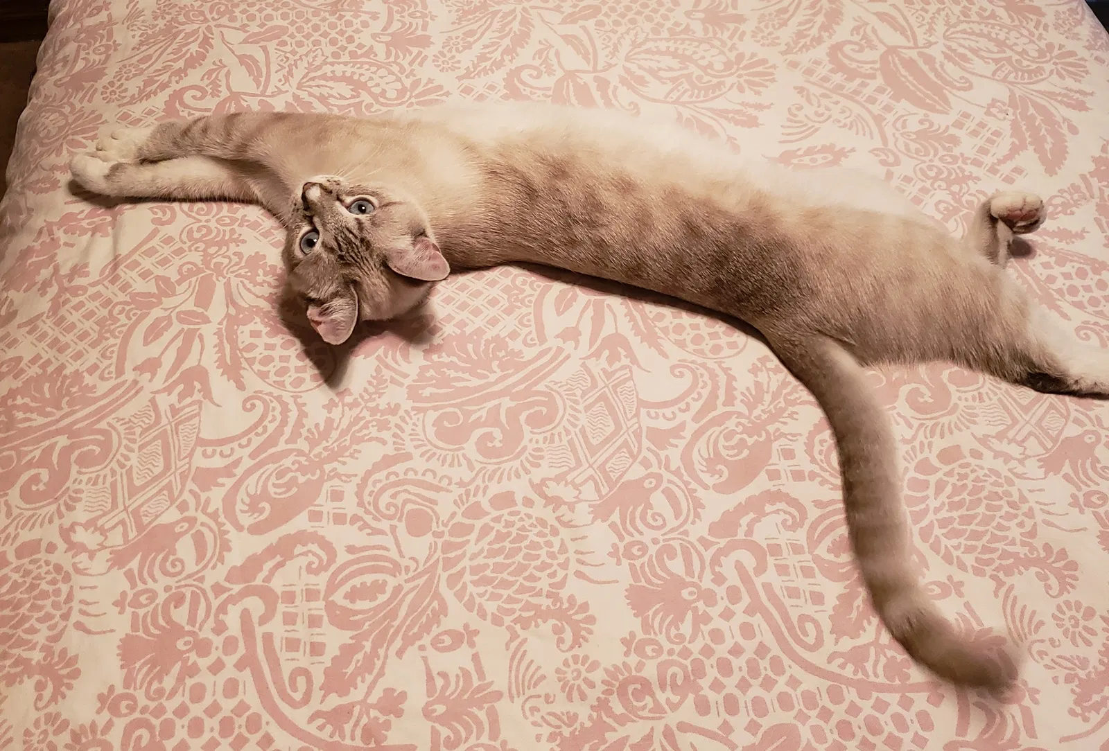 Lost cat in Phoenix, AZ, 85044
