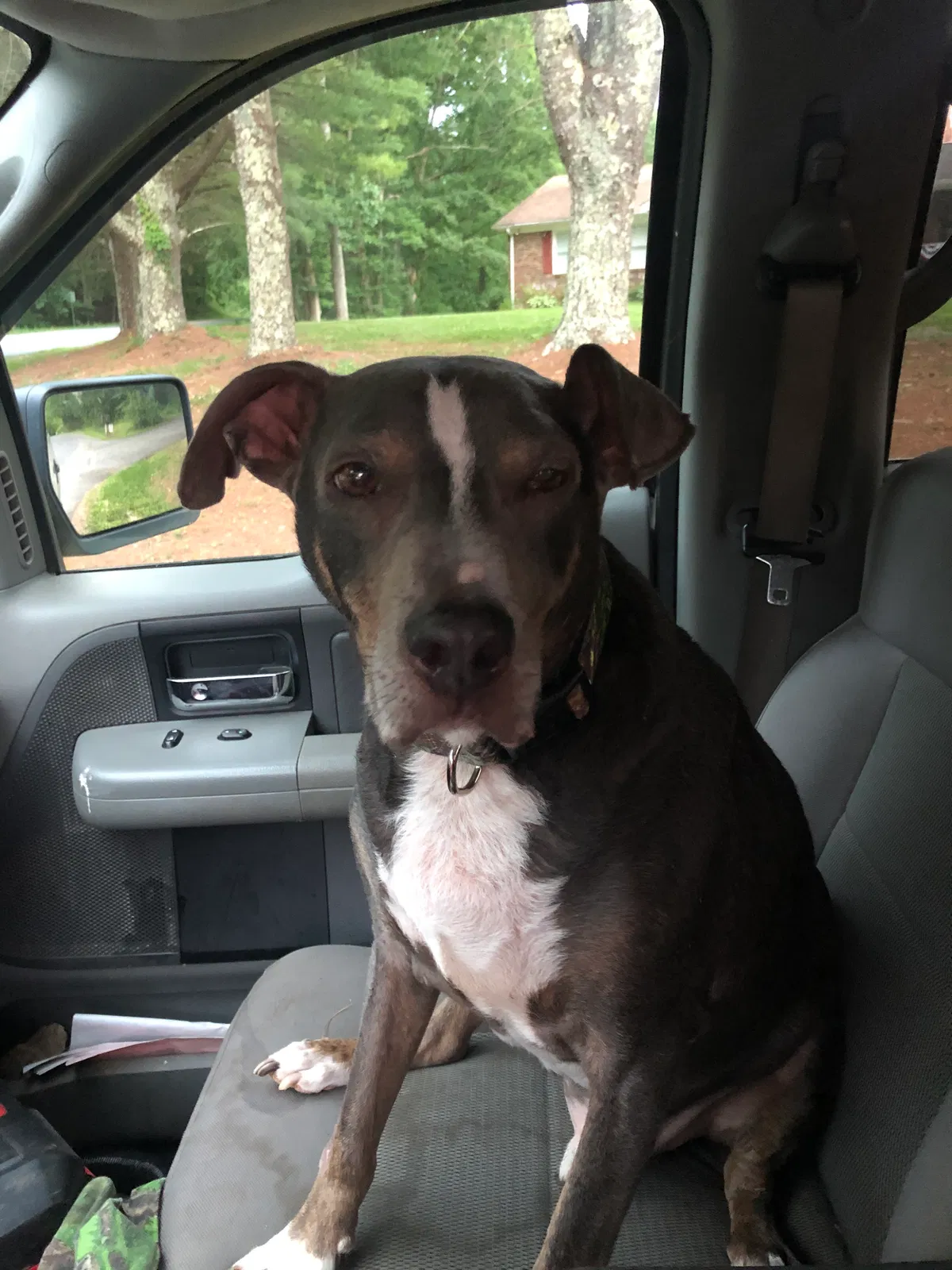Lost dog in Madison Heights, VA, 24572