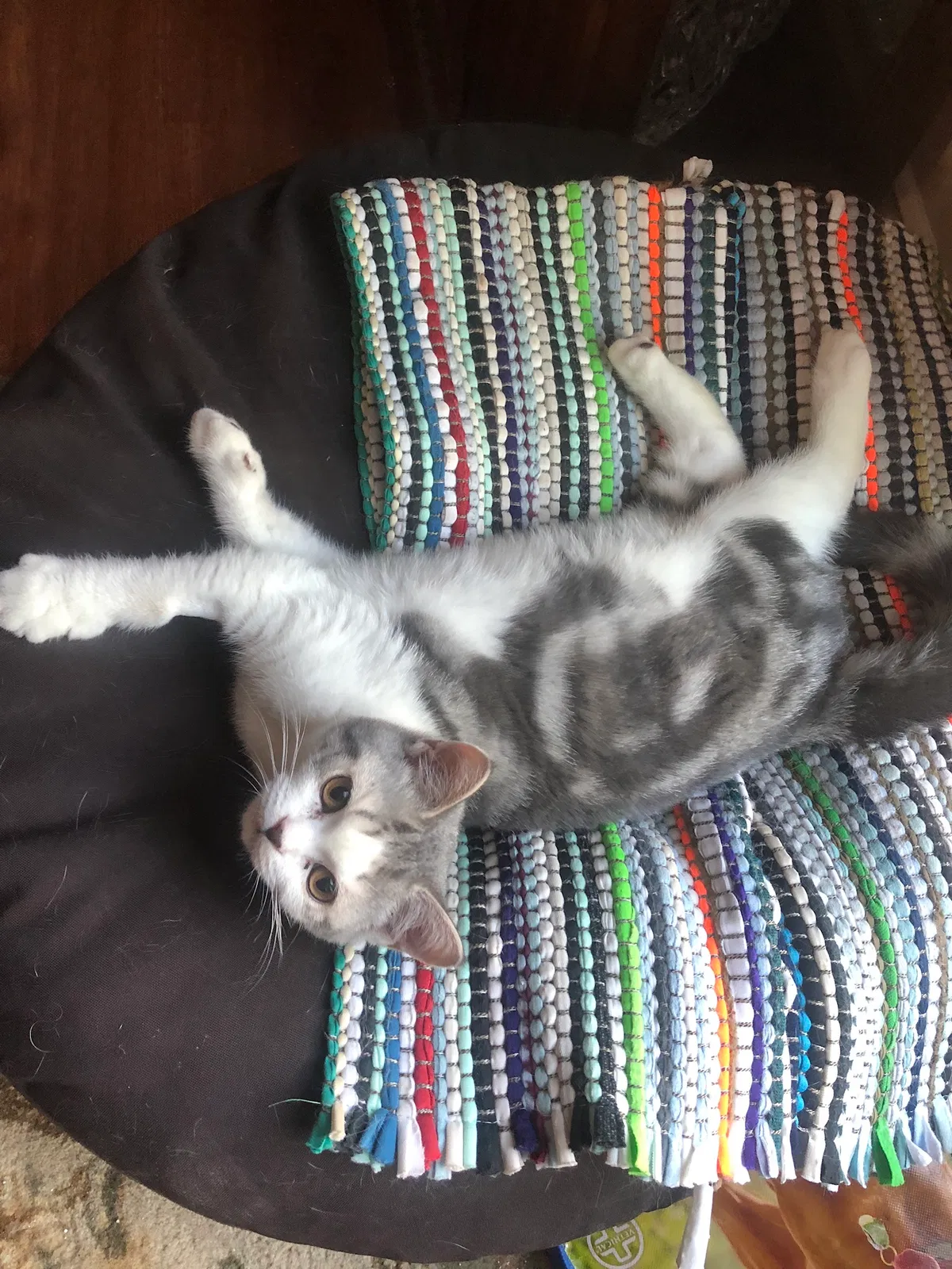 Lost cat in Brighton, MI, 48116
