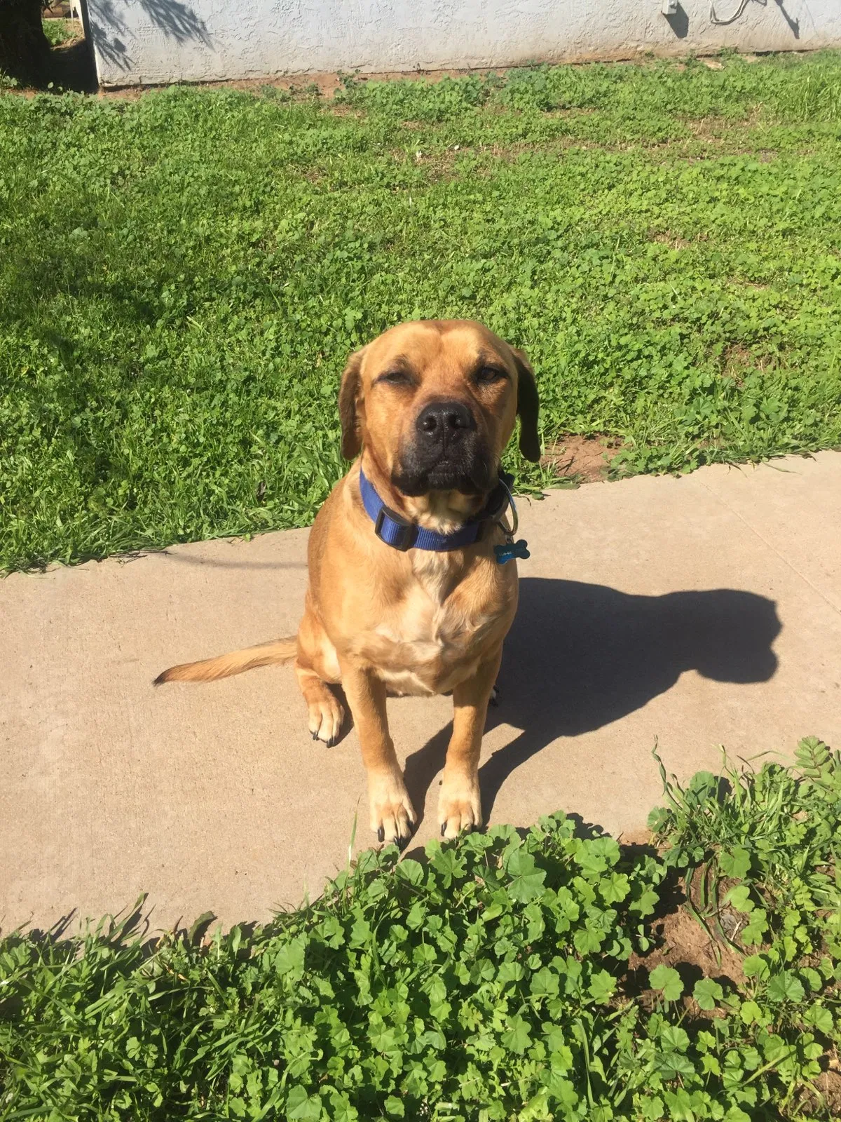 Lost dog in Amarillo, TX, 79124