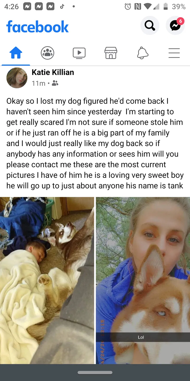 Lost dog in Millington, MI, 48746