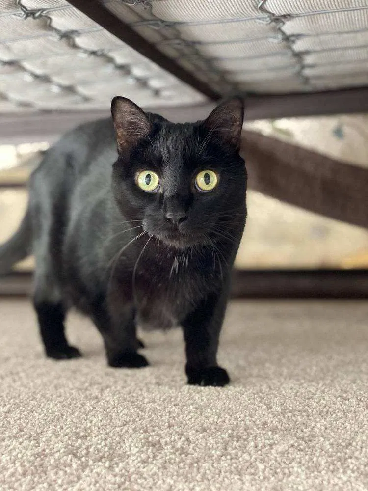 Lost cat in Waynesboro, VA, 22980