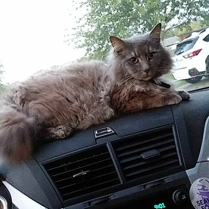 Lost cat in Burlington, WA, 98233