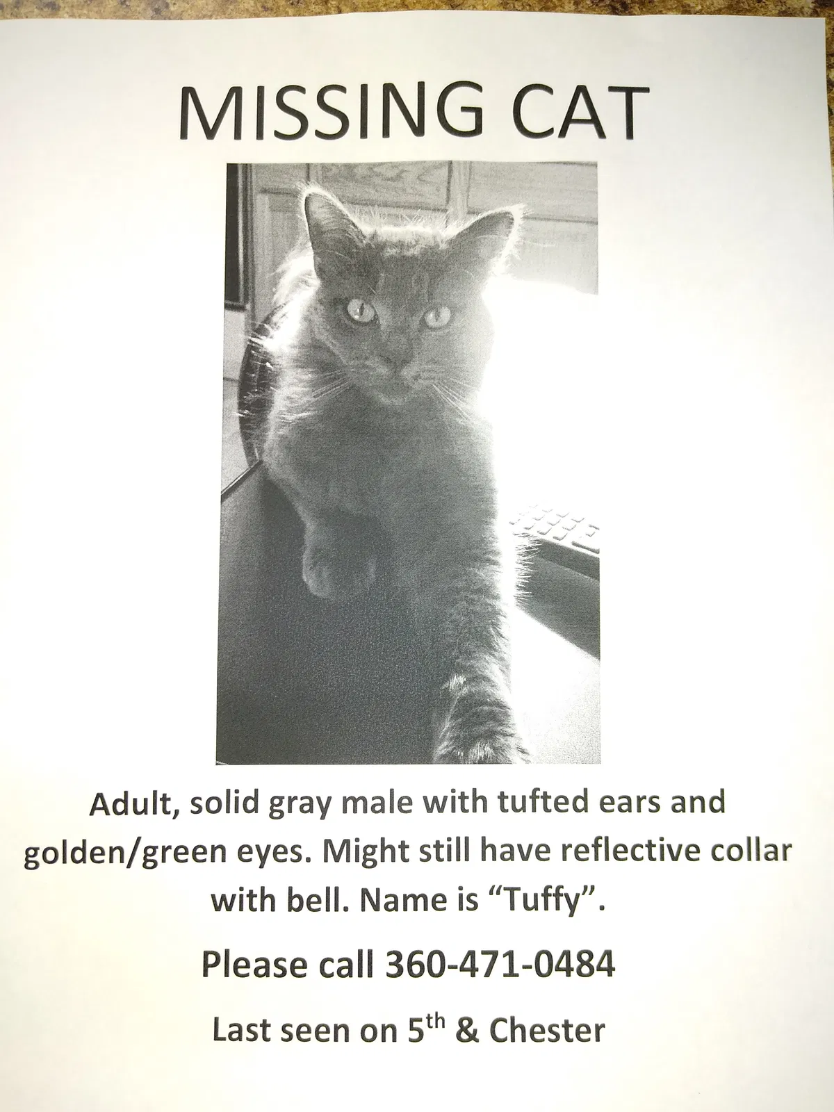 Lost cat in Bremerton, WA, 98337
