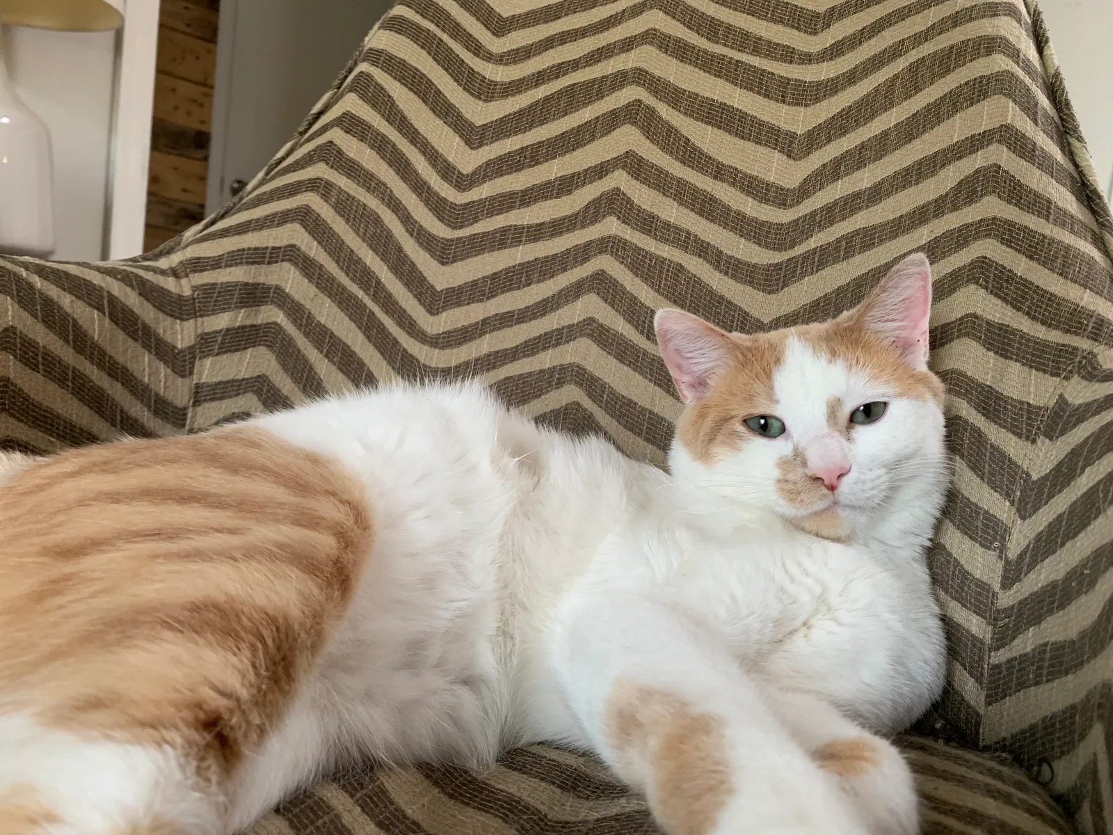 Lost cat in Champaign, IL, 61822