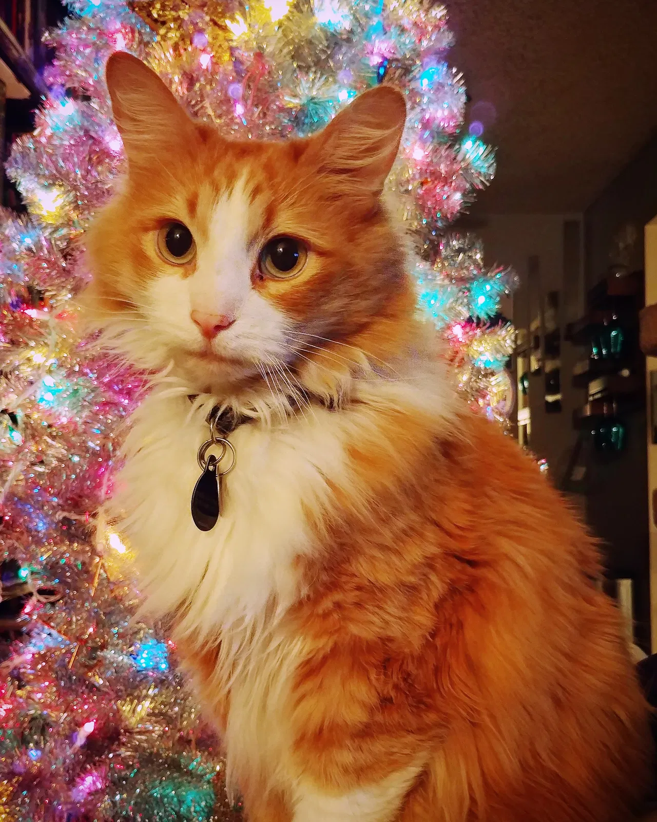 Lost cat in Loveland, CO, 80538