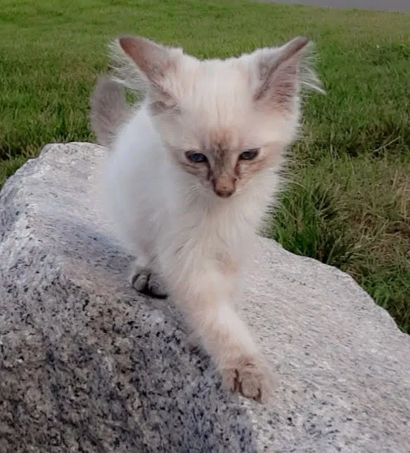 Lost cat in Monroe, NC, 28112