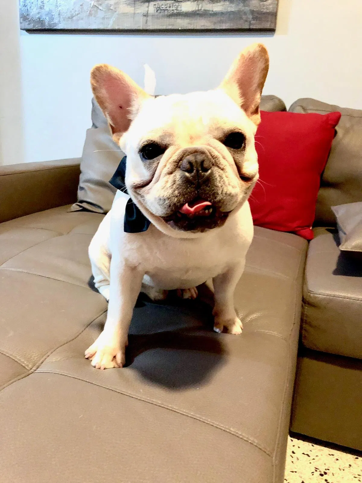 Lost dog in Miami, FL, 33125
