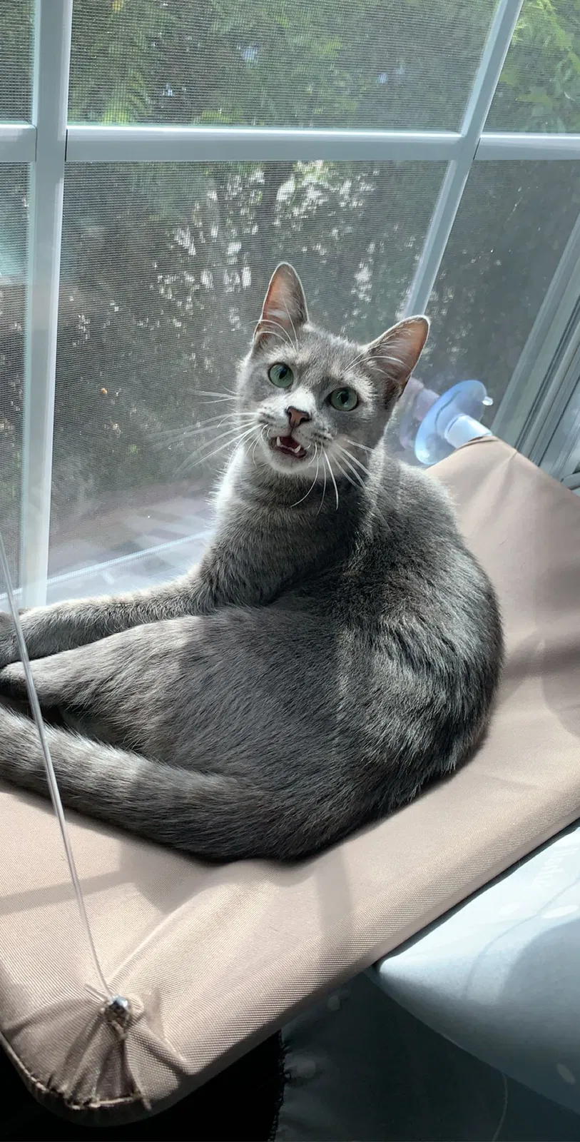 Lost cat in Bryan, TX, 77801