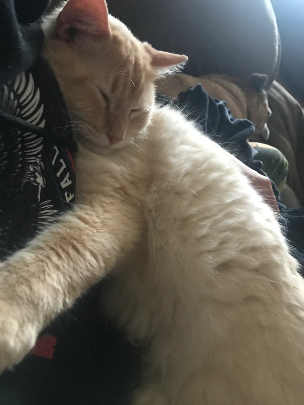 Lost cat in Fayetteville, NC, 28314