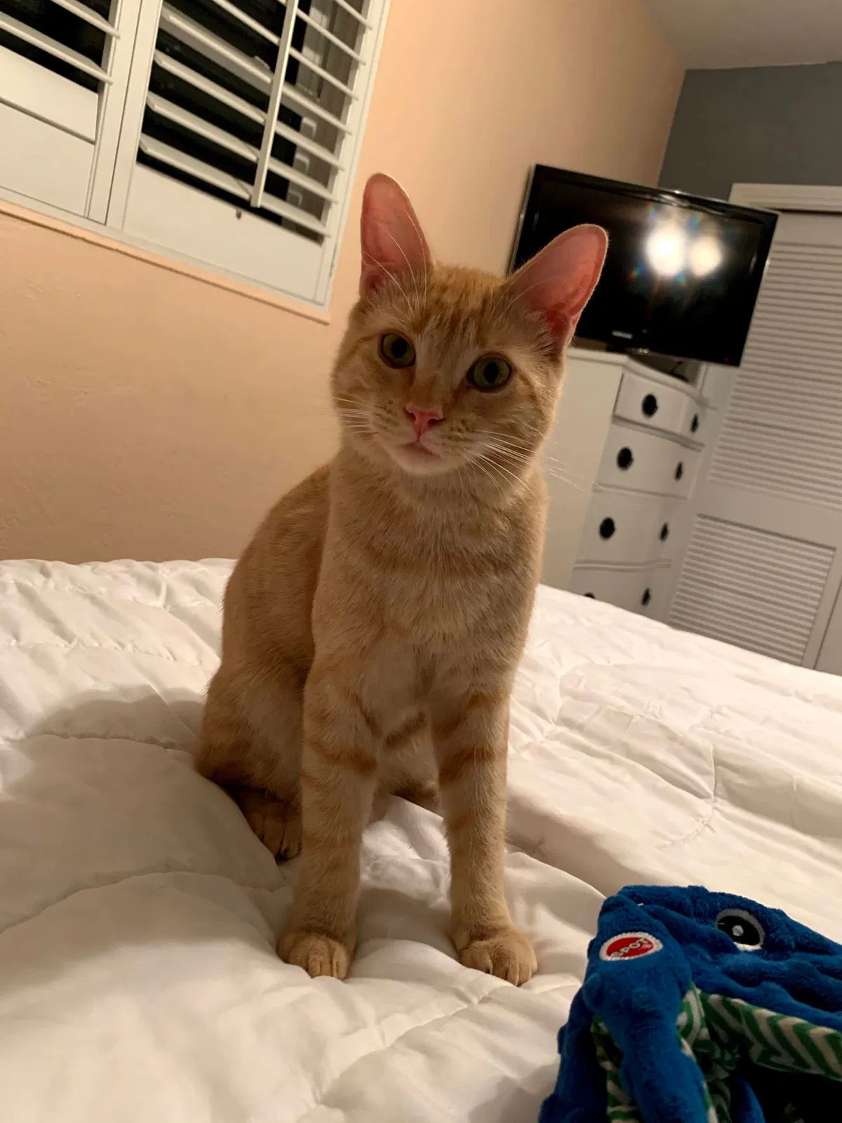 Lost cat in Saint Petersburg, FL, 33703