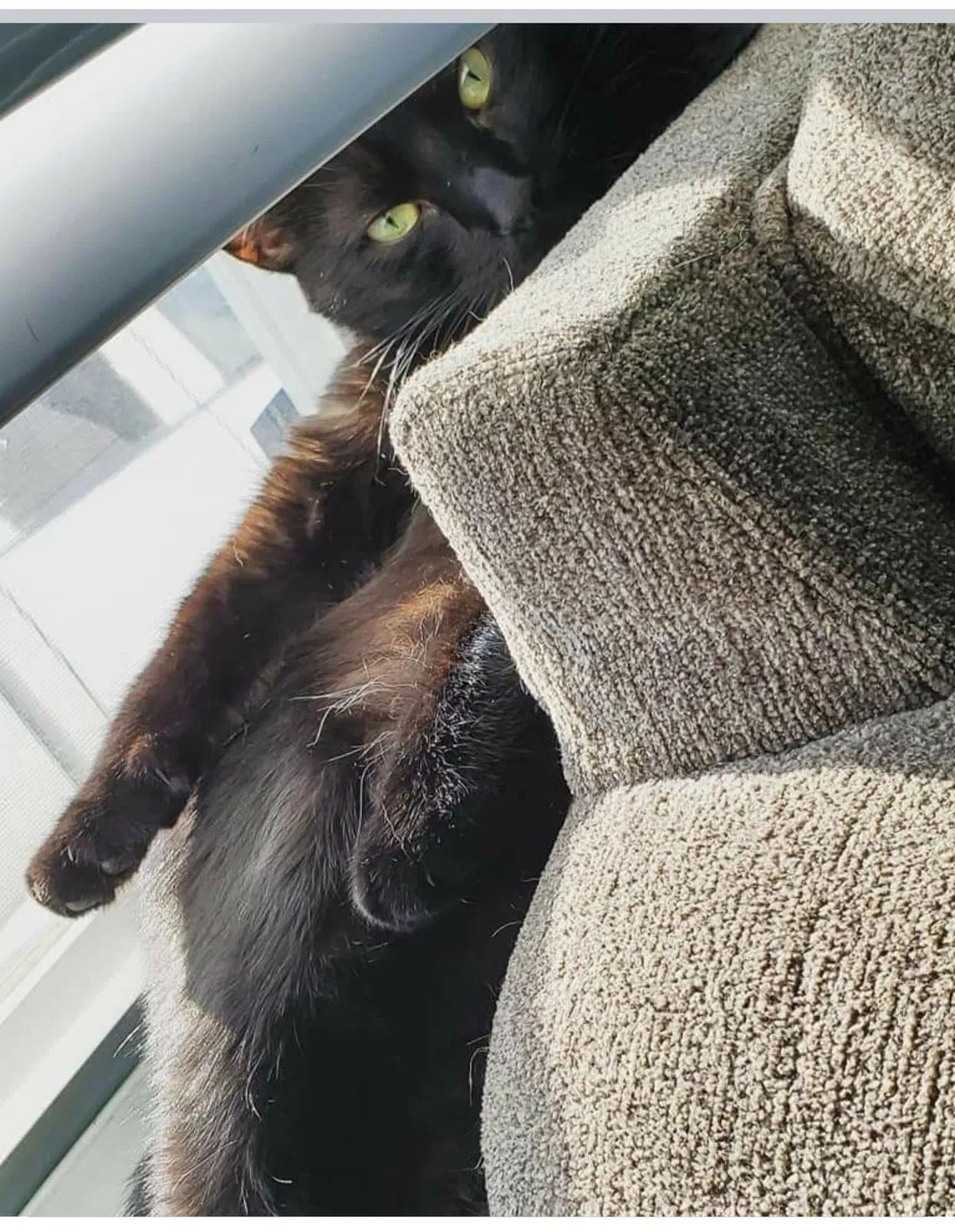 Lost cat in Horsham, PA, 19044