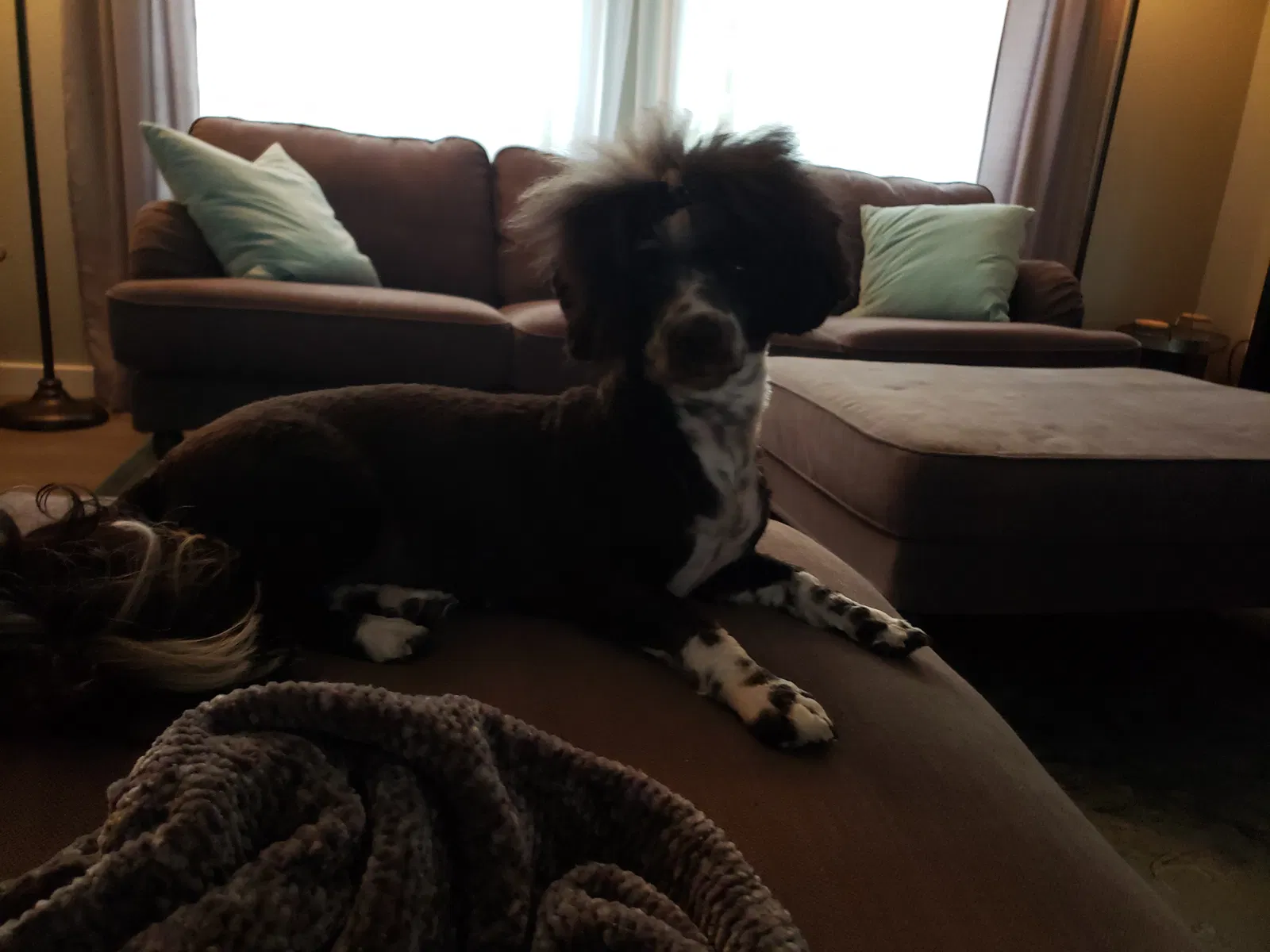 Lost dog in Bothell, WA, 98012