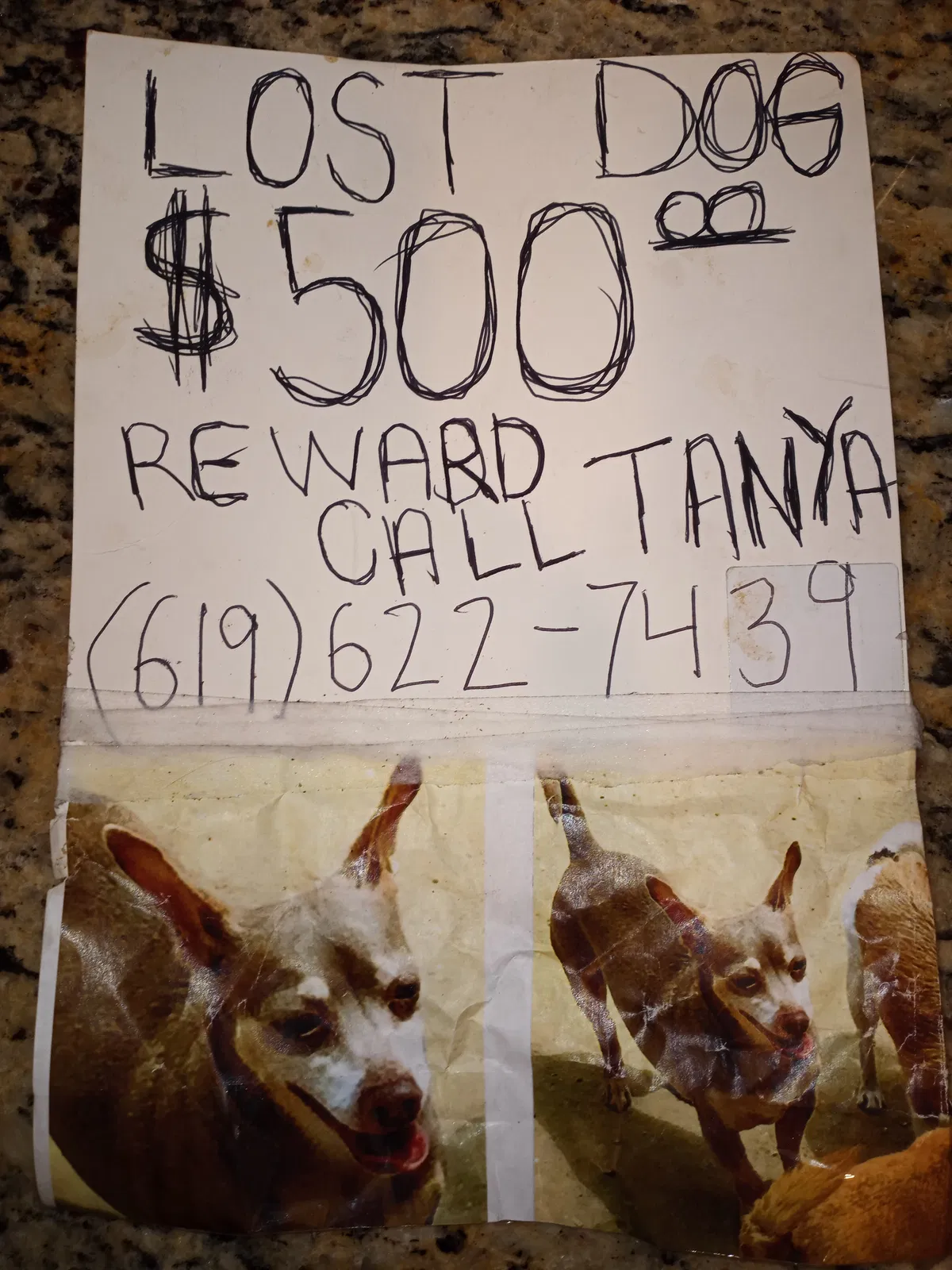 Lost dog in San Diego, CA, 92120
