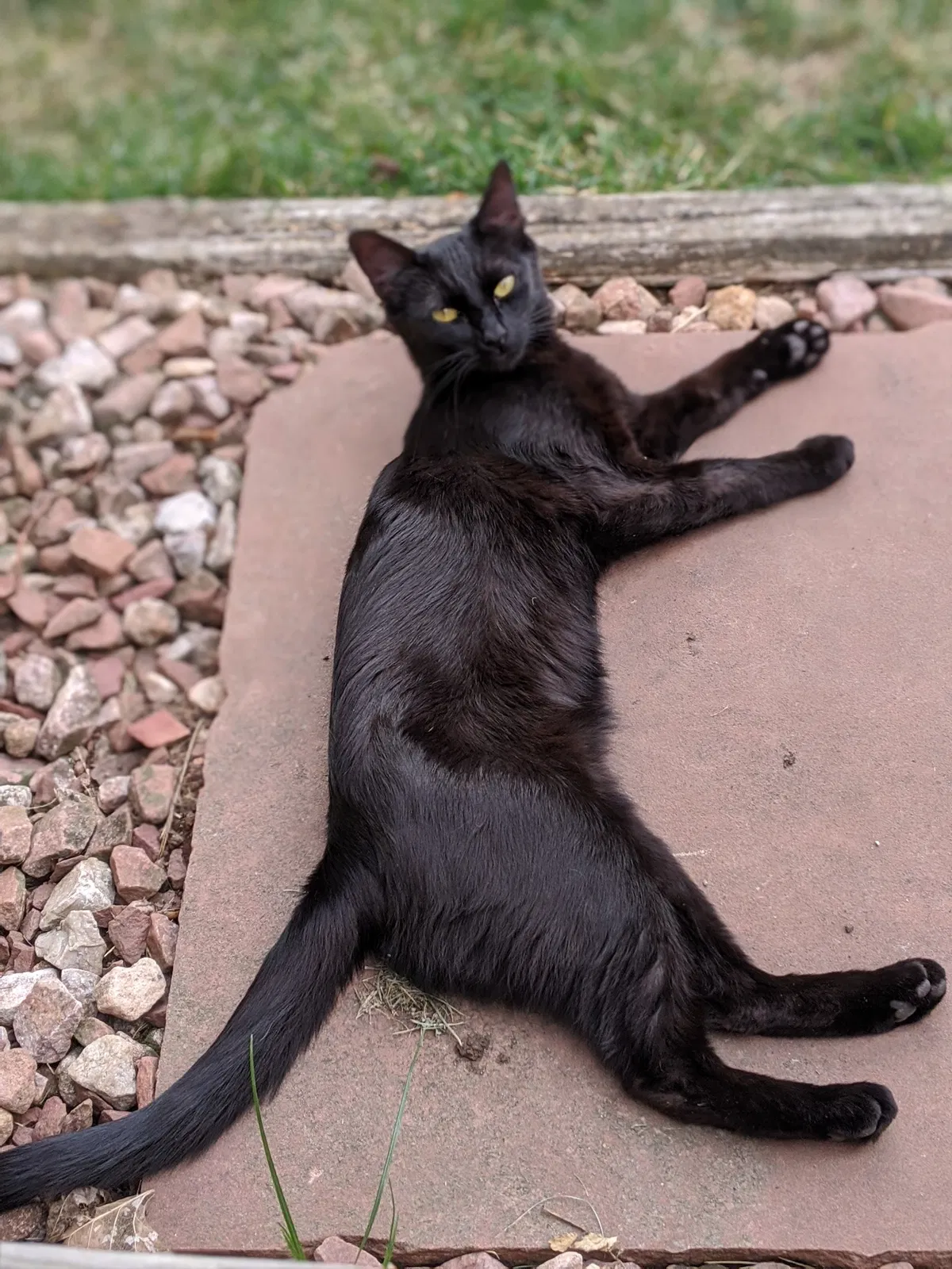 Lost cat in Fort Collins, CO, 80526