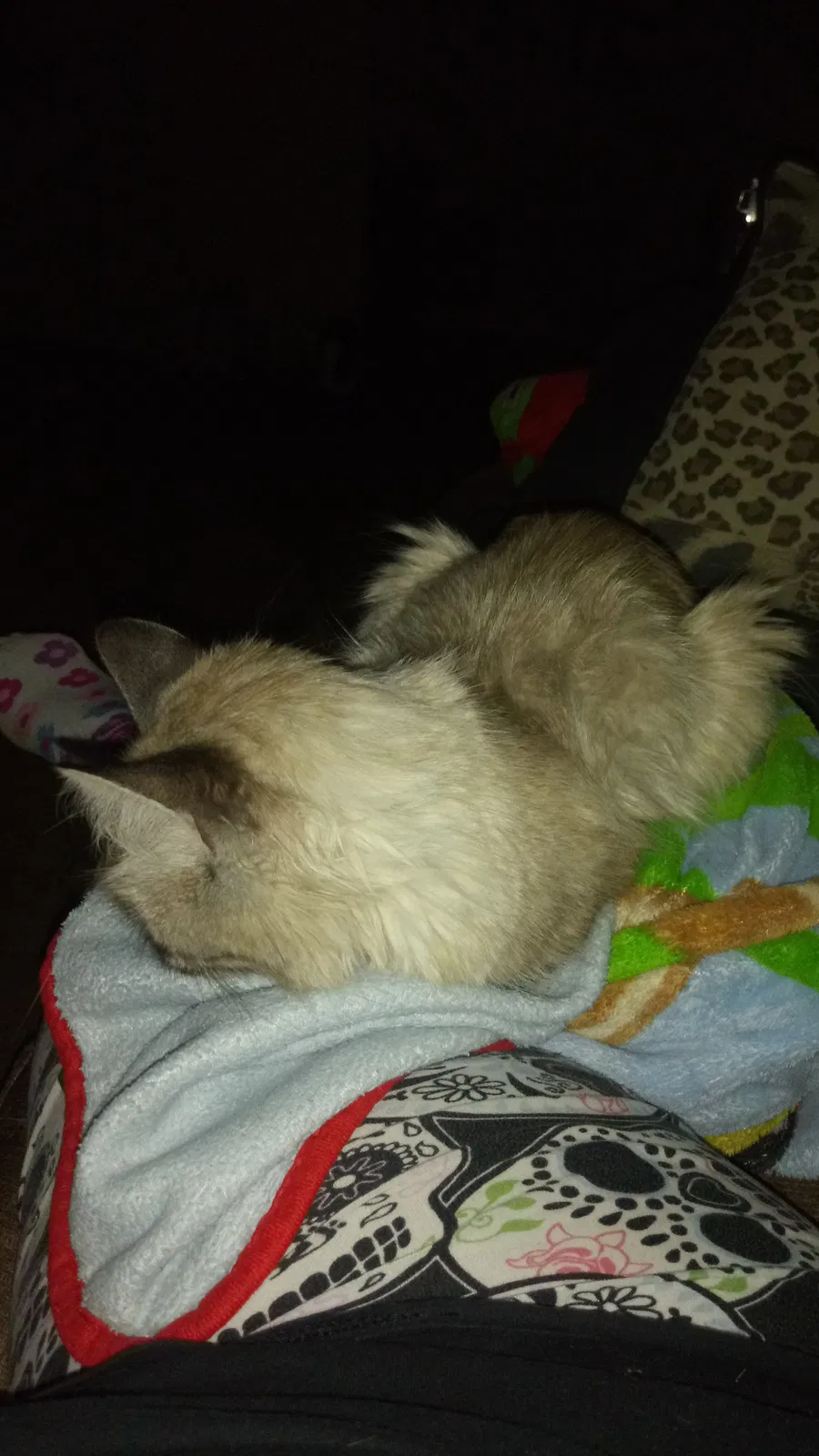Found cat in Beaver Falls, PA, 15010