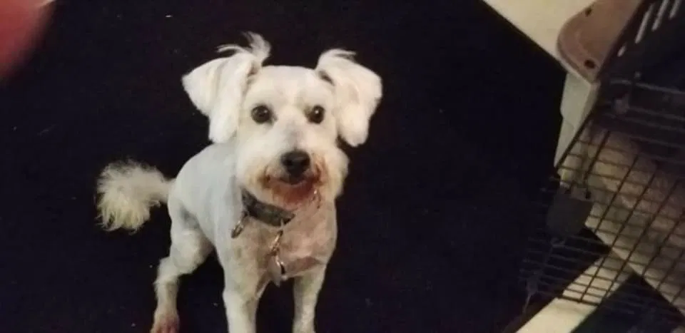 Lost dog in San Antonio, TX, 78247