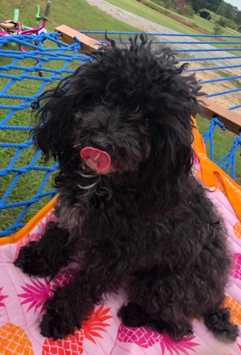 Lost dog in Winterville, NC, 28590