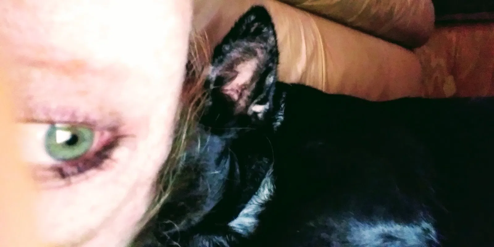 Lost dog in Hattiesburg, MS, 39401