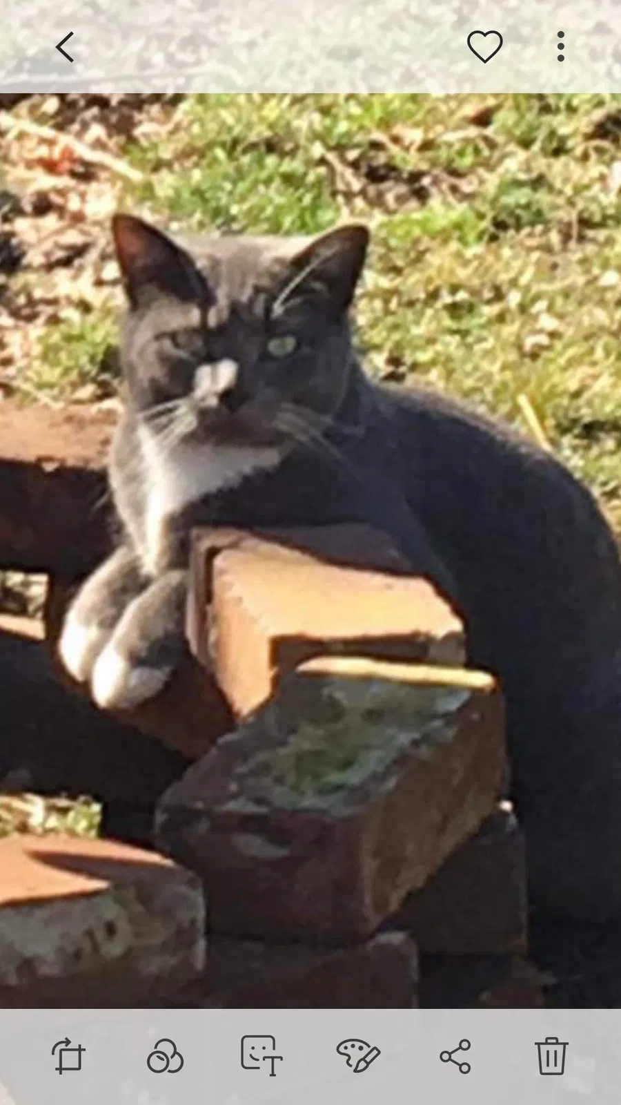 Lost cat in Nevada, MO, 64772