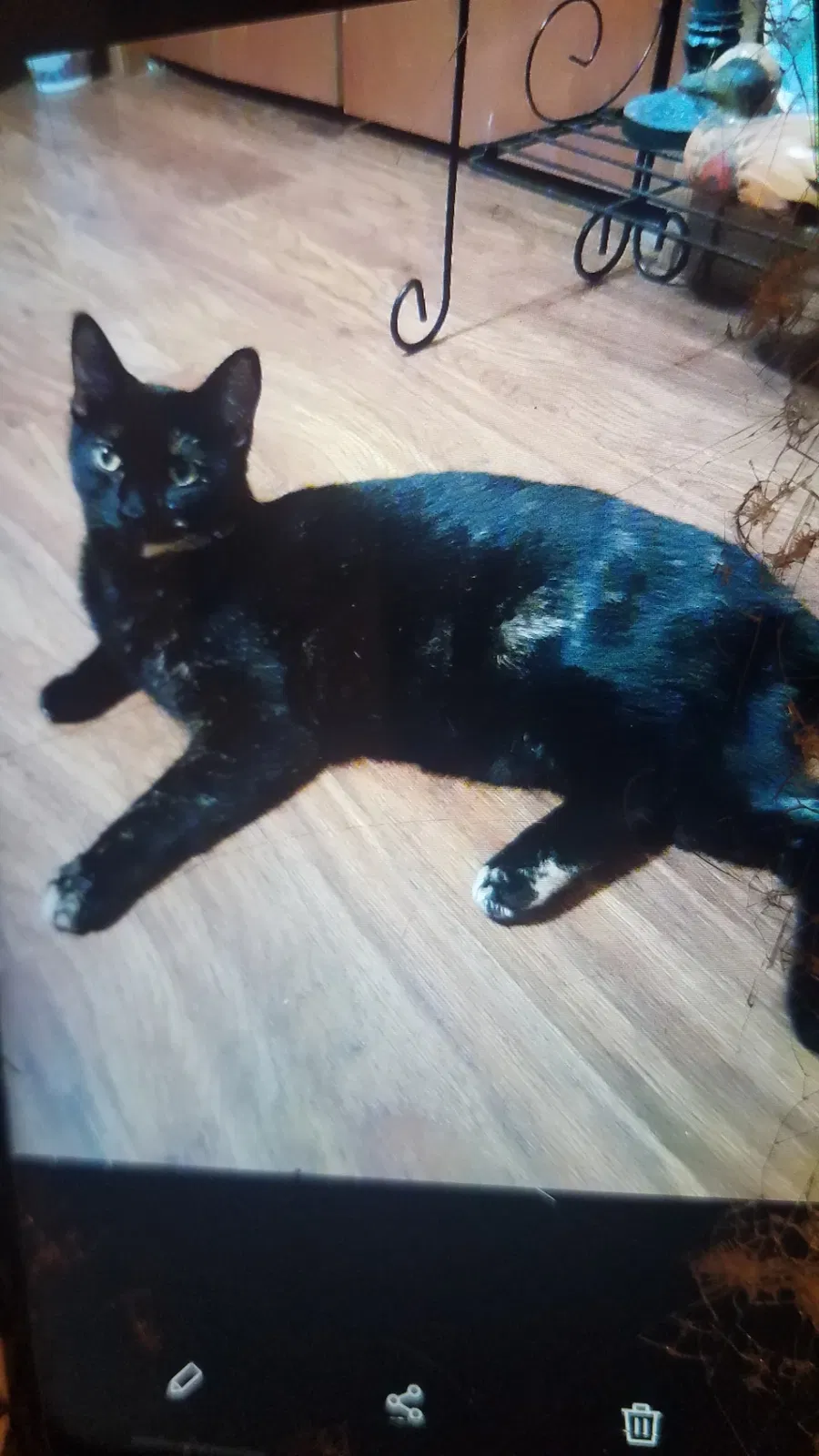 Lost cat in Nevada, MO, 64772