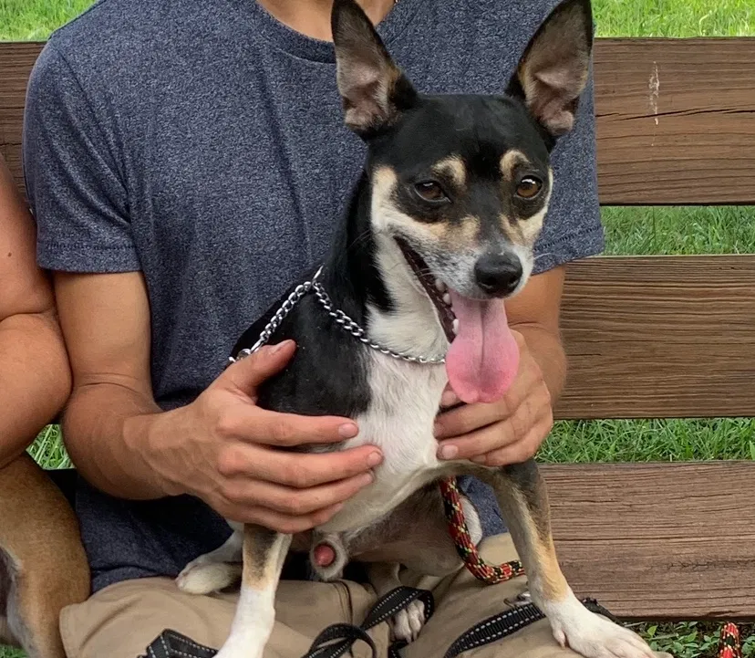 Lost dog in Berkeley Heights, NJ, 7922