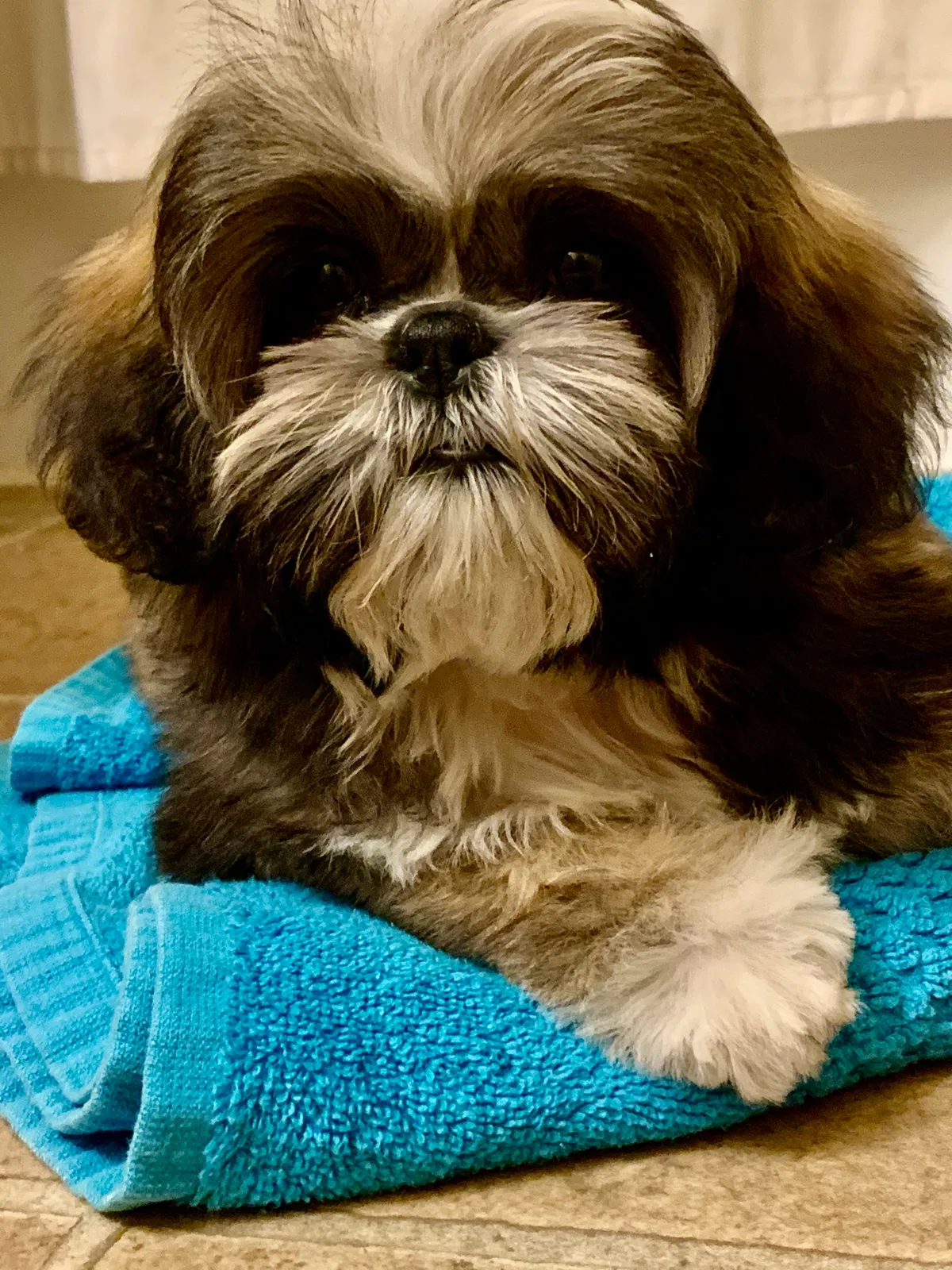 Lost dog in Tuscaloosa, AL, 35405