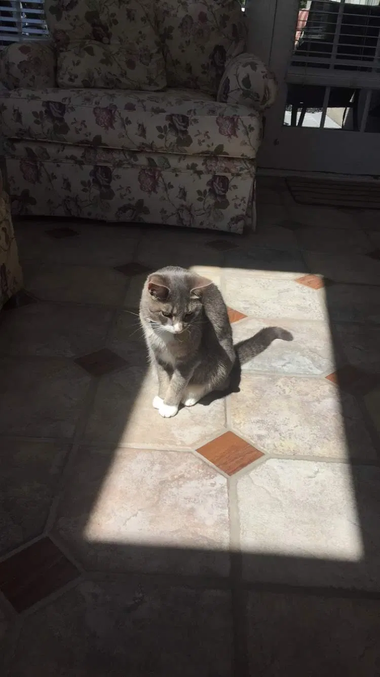 Lost cat in Dublin, OH, 43017