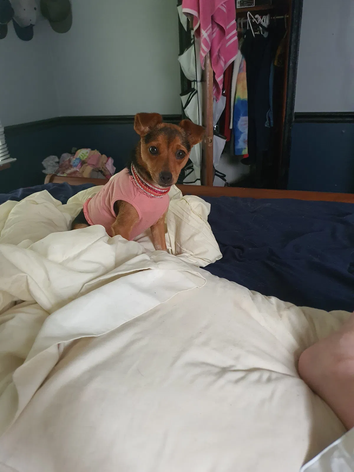 Lost dog in Columbus, OH, 43224