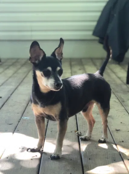 Lost dog in Cleveland, TN, 37311