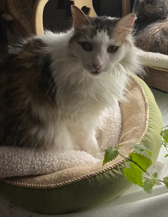 Lost cat in Stanton, CA, 90680