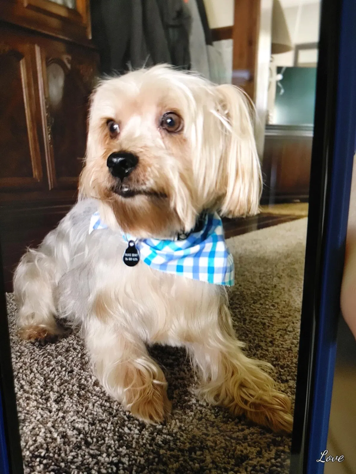 Lost dog in Buffalo, NY, 14224