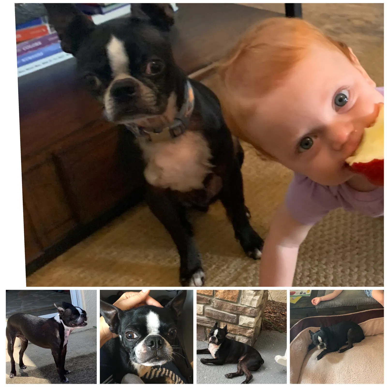 Lost dog in Auburndale, FL, 33823