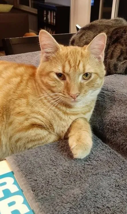 Lost cat in Columbus, OH, 43230
