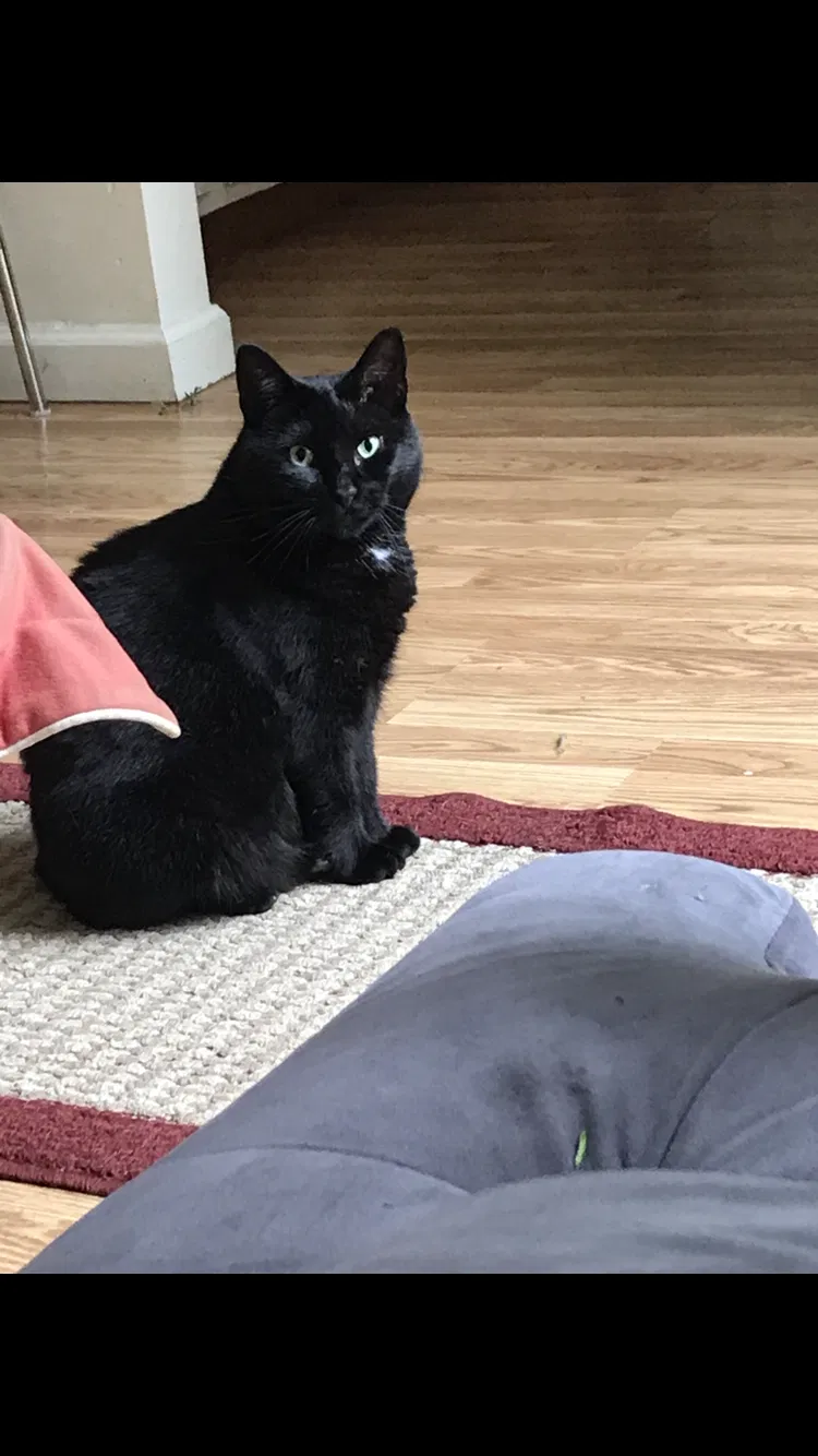 Lost cat in Belchertown, MA, 1007
