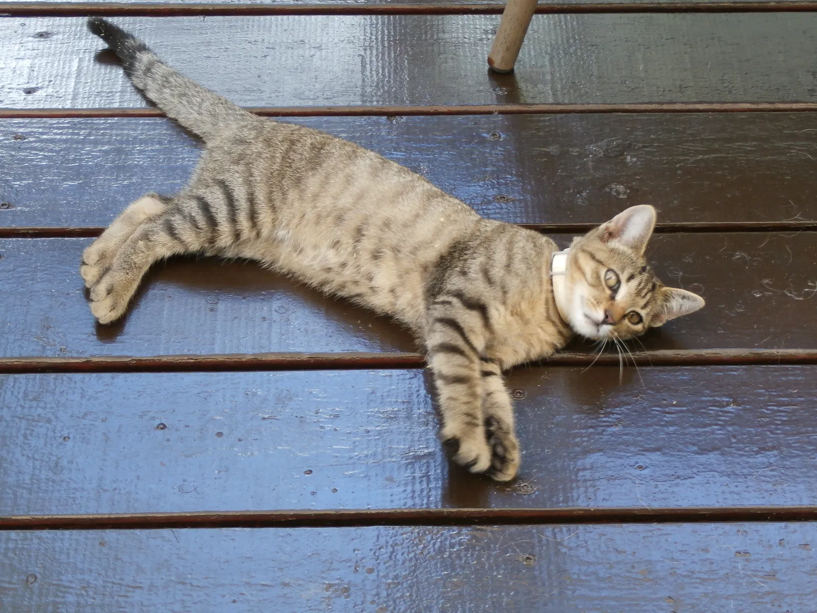 Lost cat in Goose Creek, SC, 29445