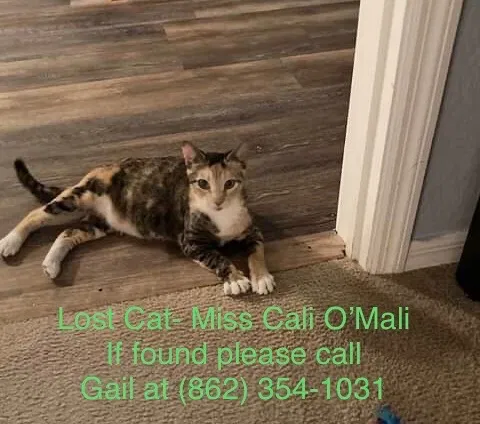 Lost cat in Punta Gorda, FL, 33983